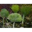 Shaving Brush Algae Penicillus capitatus