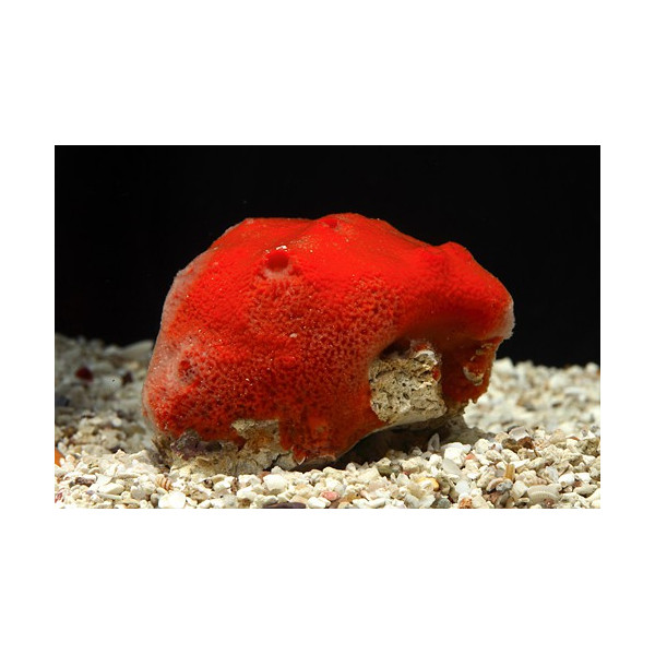 Esponja Roja Pseudaxinella sp