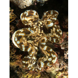 Tridacna squamosa CITES: ESBB-50134/18I