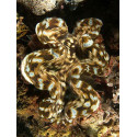 Tridacna squamosa 