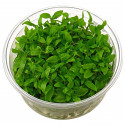 Staurogyne repens 1-2 grow tropica