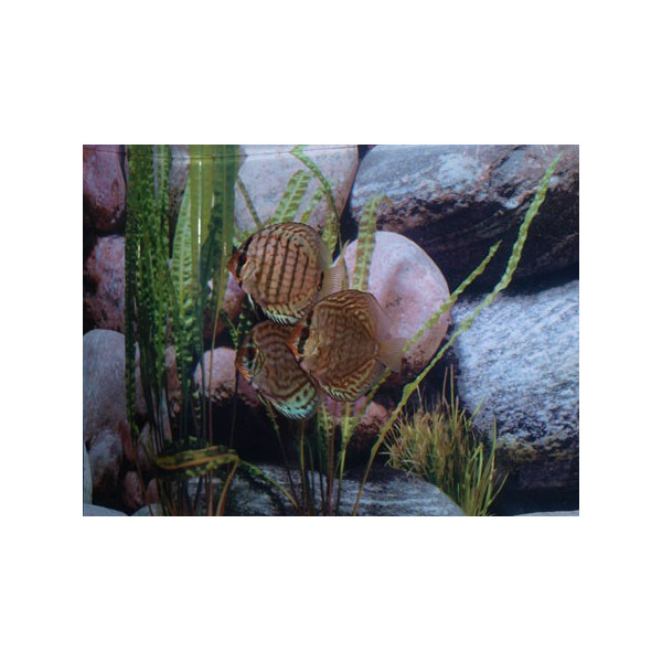 Disco Turquesa Brillante Stendker 6-7cm