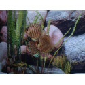 Disco Turquesa Brillante Stendker 6-7cm