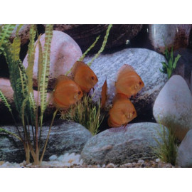 Disco Pigeon Blood Stendker 6-7cm