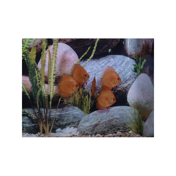 Discus Turquesa Brillante Stendker 6-7 cm