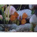 Discus Pigeon Blood Stendker 6-7 cm