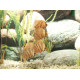 Disco Pigeon Blood Stendker 6-7cm