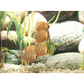 Disco Tefé Stendker 6-7cm
