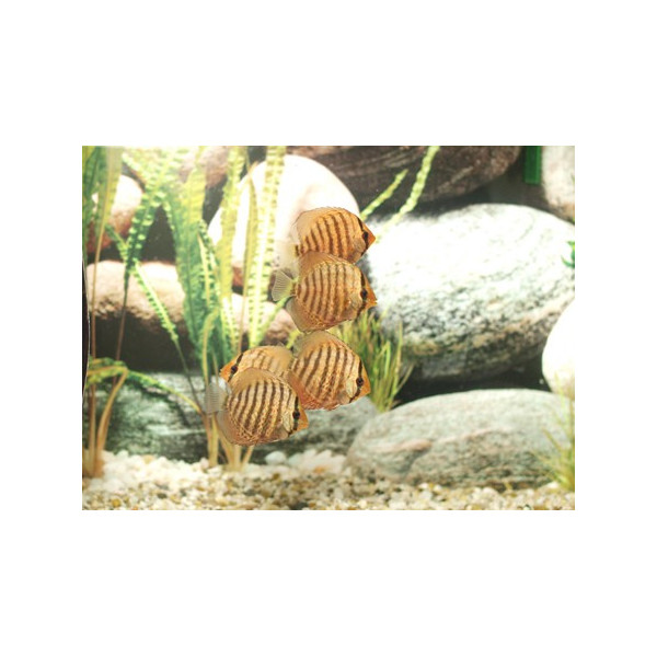 Discus Pigeon Blood Stendker 6-7 cm