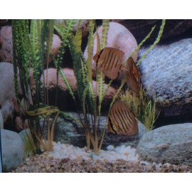 Disco Alenquer Stendker 6-7cm