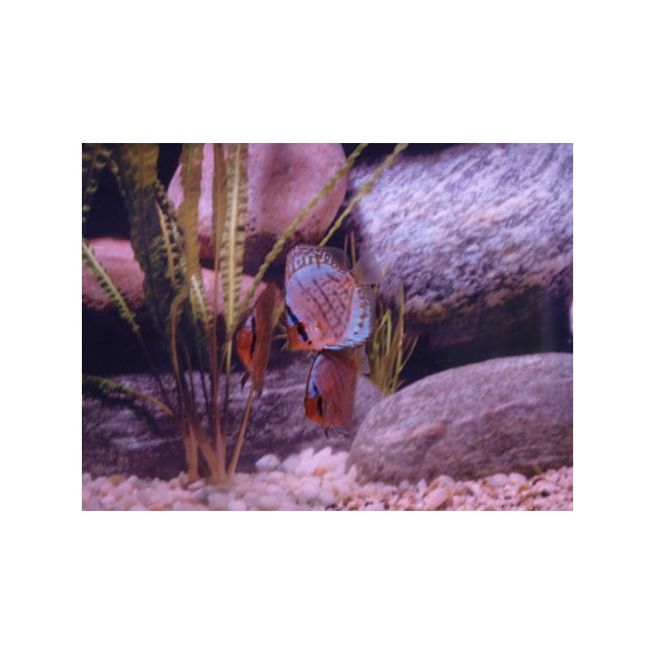 Discus Marlboro Red Stendker 6-7 cm