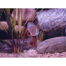 Discus Marlboro Red Stendker 6-7 cm