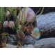 Discus Kobalt Stendker 6-7 cm