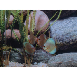 Discus Blue Diamond Stendker 6-7 cm
