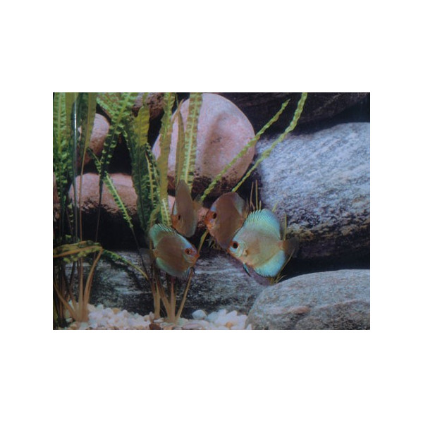 Discus Kobalt Stendker 6-7 cm