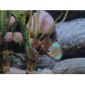 Disco Blue Diamond Stendker 6-7cm