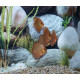 Disco Blue Diamond Stendker 6-7cm