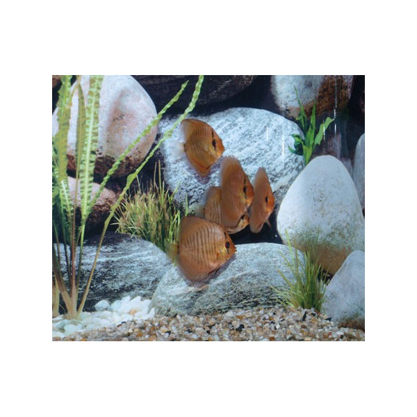 Disco Blue Diamond Stendker 6-7cm