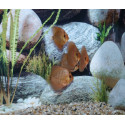 Disco Snake Skin Red Stendker 6-7cm