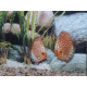 Disco Snake Skin Blue Stendker 6-7cm