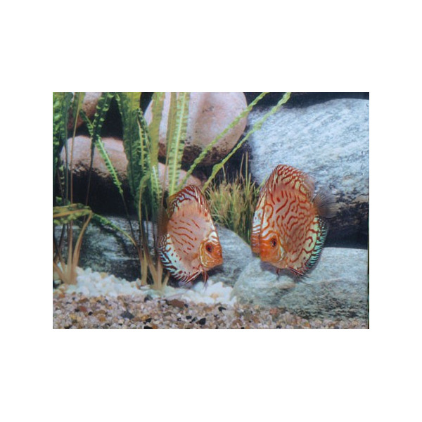 Disco Snake Skin Blue Stendker 6-7cm
