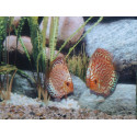 Disco Pigeon Blood Silver Stendker 10cm
