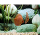 Disco Pigeon Blood Silver Stendker 10cm