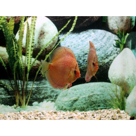 Discus Leopard Snake Skin Stendker 10cm
