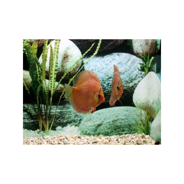 Discus Pigeon Blood Silver Stendker 10cm