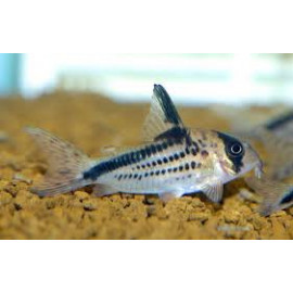 Corydoras loxozonus