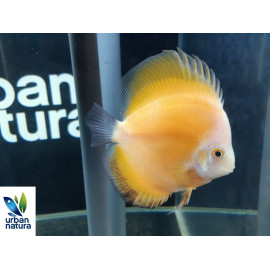 Discus Golden Sunrise 10 cm Symphysodon aequifasciatus