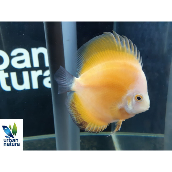 Discus Golden Sunrise Symphysodon aequifasciatus