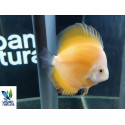 Discus Golden Sunrise 10 cm Symphysodon aequifasciatus