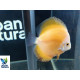 Discus Golden Sunrise Symphysodon aequifasciatus