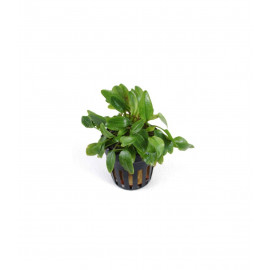 Cryptocoryne willisii