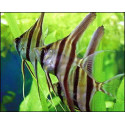 Escalar Manacupuru 2.5-3 cm PTEROPHYLLUM SCALARE