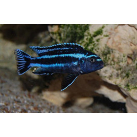 Melanochromis johannii