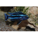 Melanochromis johannii