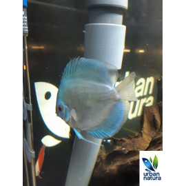 Discus Blau Diamant 8-9cm