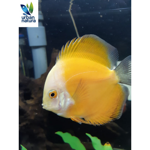 Discus Marlboro Amarillo 6-7cm