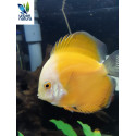 Discus Marlboro Amarillo M Deluxe