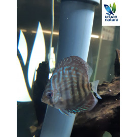 Discus Turquesa Rojo 6cm