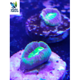 Goniastrea drac soul esqueje CITES: 24NL331516/11