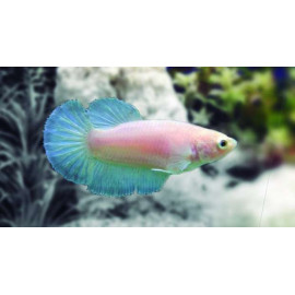 Betta hembra Seleccion deluxe Betta splendens