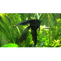 Escalar Dark Velo 5-6 cm Pterophyllum scalare