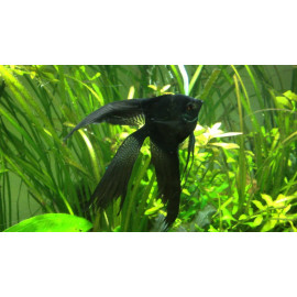 Escalar Dark Velo 5-6 cm Pterophyllum scalare