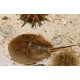 Limulus polyphemus Cangrejo herradura