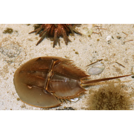 Limulus polyphemus Cangrejo herradura