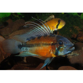 Apistogramma atahualpa