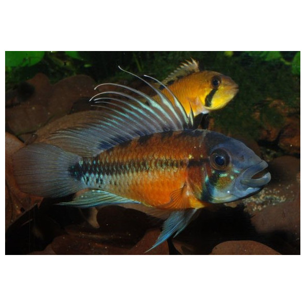 Apistogramma atahualpa